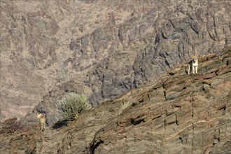 Desert lions (Panthera leo) on a rock in the Hoanib dry river, females, Kaokoveld, Kunene region,