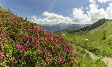 Alpine rose blossom, panorama from the Fellhorn over the Schlappoldsee and mountain station of the