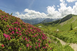 Alpine rose blossom, panorama from the Fellhorn over the Schlappoldsee and mountain station of the