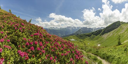 Alpine rose blossom, panorama from the Fellhorn over the Schlappoldsee and mountain station of the