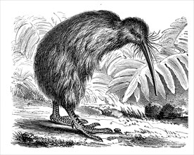 Southern striped kiwi, striped kiwi, tokoeka, Apteryx australis, historical, digital reproduction