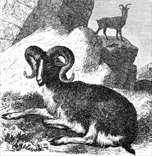 Argali or giant wild sheep, Ovis ammon, 1890, Historical, digital reproduction of an original from