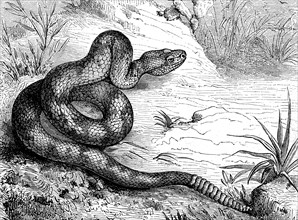 Texas rattlesnake, also prairie rattlesnake, Crotalus atrox, illustration from 1880, historical,