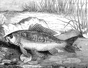 Carp, mirror carp, Cyprinus specularis, historical, digital reproduction of an original from the