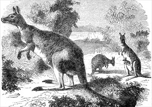 Giant kangaroo, Macropus giganteus, 1880, Historical, digital reproduction of an original from the