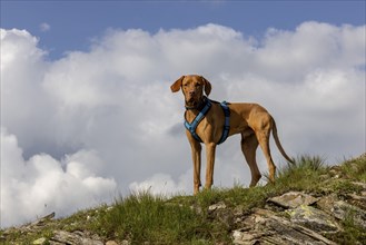 Vizsla male dog in the mountains, Flüela Pass, Grisons, Switzerland, Europe