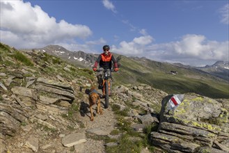 Mountain biker with traildog, man with Vizsla dog on a bike trail, Pischa, Flüela Pass, Grisons,