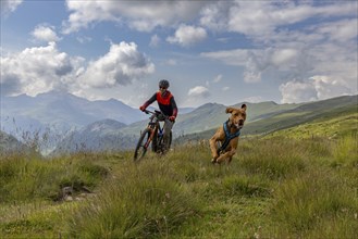 Mountain biker with traildog, man with Vizsla dog on a bike trail, Pischa, Flüela Pass, Grisons,