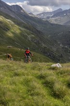 Mountain biker with traildog, man with Vizsla dog on a bike trail, Pischa, Flüela Pass, Grisons,