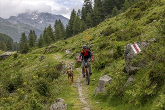 Mountain biker with traildog, man with Vizsla dog on a bike trail, Pischa, Flüela Pass, Grisons,