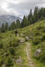 Mountain biker with traildog, man with Vizsla dog on a bike trail, Pischa, Flüela Pass, Grisons,