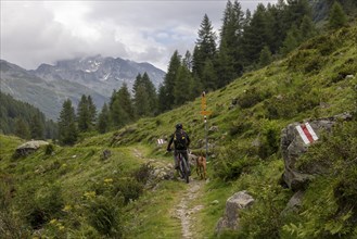 Mountain biker with traildog, man with Vizsla dog on a bike trail, Pischa, Flüela Pass, Grisons,