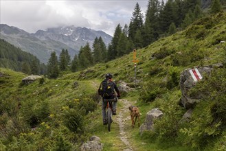 Mountain biker with traildog, man with Vizsla dog on a bike trail, Pischa, Flüela Pass, Grisons,