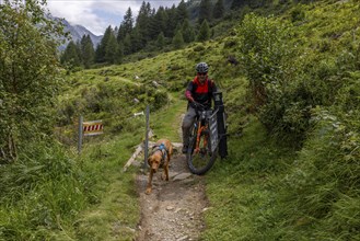 Mountain biker with traildog, man with Vizsla dog on a bike trail, Pischa, Flüela Pass, Grisons,