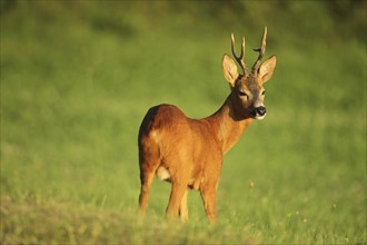 European roe deer (Capreolus capreolus) buck in the last evening light, Lower Austria, Austria,