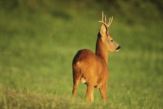 European roe deer (Capreolus capreolus) buck in the last evening light, Lower Austria, Austria,