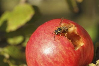 Saxon wasp (Dolichovespula saxonica) licking juice from the wound of a ripe apple, Lower Austria,