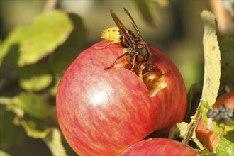 European hornet (Vespa crabro) licking juice from the wound of a ripe apple, Lower Austria,