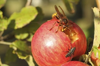 European hornet (Vespa crabro) licks juice from the wound of a ripe apple, size comparison with