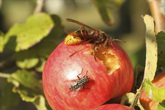 European hornet (Vespa crabro) licks juice from the wound of a ripe apple, size comparison with