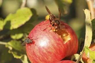 European hornet (Vespa crabro) licks juice from the wound of a ripe apple, size comparison with