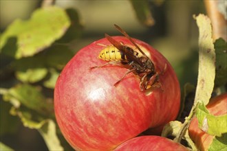 European hornet (Vespa crabro) licking juice from the wound of a ripe apple, Lower Austria,