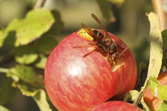 European hornet (Vespa crabro) licking juice from the wound of a ripe apple, Lower Austria,