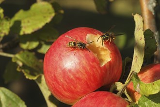 Saxon wasps (Dolichovespula saxonica) licking juice from the wound of a ripe apple, Lower Austria,