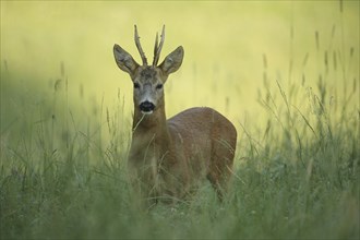 European roe deer (Capreolus capreolus) buck in the first morning light, Lower Austria, Austria,