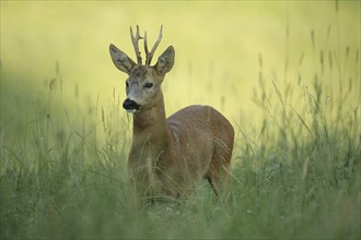 European roe deer (Capreolus capreolus) buck in the first morning light, Lower Austria, Austria,