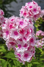 Garden phlox (Phlox paniculata), Bavaria, Germany, Europe