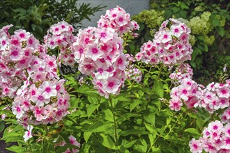 Garden phlox (Phlox paniculata), Bavaria, Germany, Europe