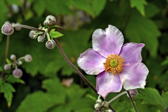 Chinese anemone (Anemone hupehensis), Germany, Europe