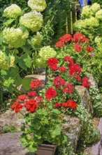 Geraniums (Pelargonium), and hortensias (Hydrangea), Germany, Europe