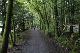 A morning walker in woods in late summer. Sligo, Ireland, Europe