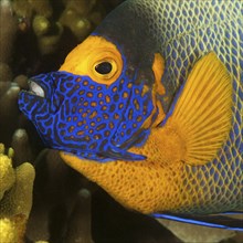 Close-up head portrait Portrait of head blueface angelfish (Pomacanthus xanthometopon) Diademed