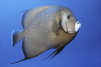 Gray angelfish (Pomacanthus arcuatus) swimming in front of blue sea water blue background,