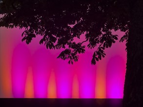 Tree silhouette in front of a bright, colourfully illuminated wall in pink and orange