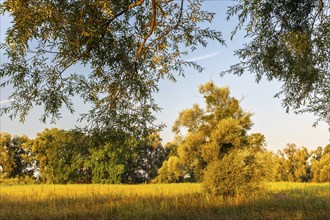 Willow (Salix), willow family (Salicaceae), Lake Constance, Eriskircher Ried nature reserve,