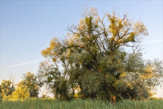 Willow (Salix), willow family (Salicaceae), Lake Constance, Eriskircher Ried nature reserve,