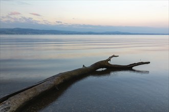 Tree trunk in water, deadwood, Lake Constance, Langenargen, Baden-Württemberg, Germany, Europe