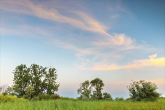 Willows (Salix), willow family (Salicaceae) in front of coloured clouds, Lake Constance,