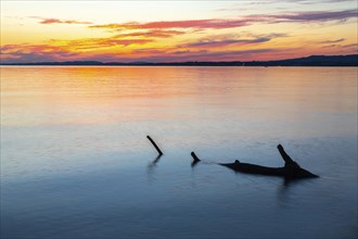 Tree trunk in the water in front of sunset, deadwood, Lake Constance, Langenargen,