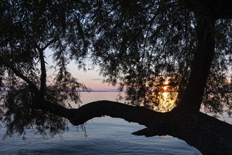 Willow (Salix), willow family (Salicaceae) in front of sunset, Lake Constance, Langenargen,