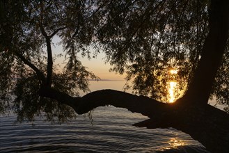 Willow (Salix), willow family (Salicaceae) in front of sunset, Lake Constance, Langenargen,