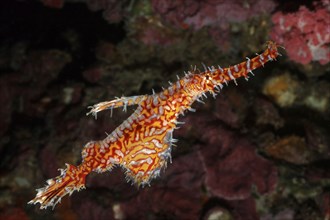 Ornate ghost pipefish (Solenostomus paradoxus) Ghost pipefish, ragged ghostfish, ragged ghostfish,