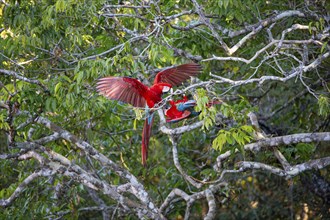 Red-and-green macaw (Ara chloropterus) Buraco das Araras Brazil