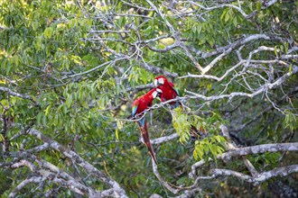 Red-and-green macaw (Ara chloropterus) Buraco das Araras Brazil