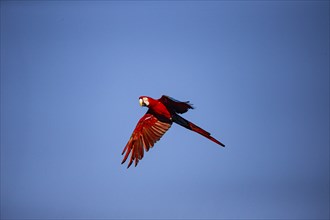 Red-and-green macaw (Ara chloropterus) Buraco das Araras Brazil