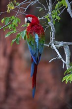 Red-and-green macaw (Ara chloropterus) Buraco das Araras Brazil